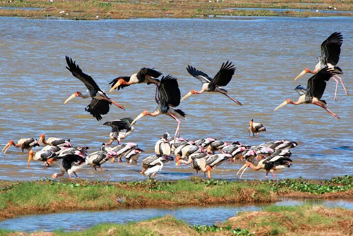 Kumana National Park Full Day Safari from Arugam Bay - Photo 1 of 6